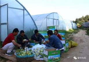 周口沈丘吃瓜群众,吃瓜群众的夏日狂欢