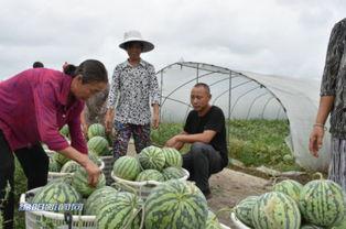 周口沈丘吃瓜群众,吃瓜群众的夏日狂欢