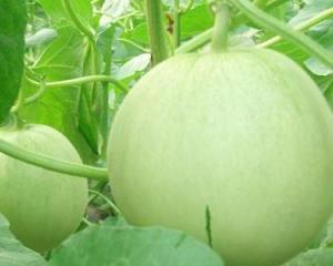 怀孕梦见吃瓜,瓜果飘香，孕育美好期待