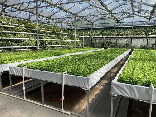 吃瓜群众看烟花的图片,全民共享欢乐时光