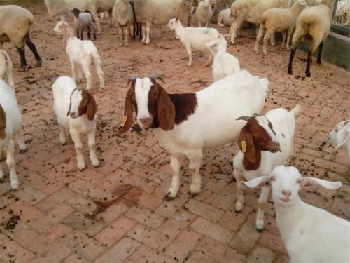 牛羊吃麻瓜吗,揭秘动物世界的饮食奥秘