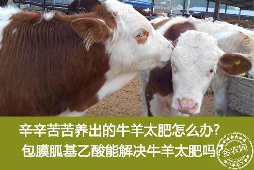 牛羊吃麻瓜吗,揭秘动物世界的饮食奥秘