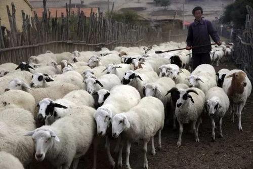 牛羊吃麻瓜吗,揭秘动物世界的饮食奥秘