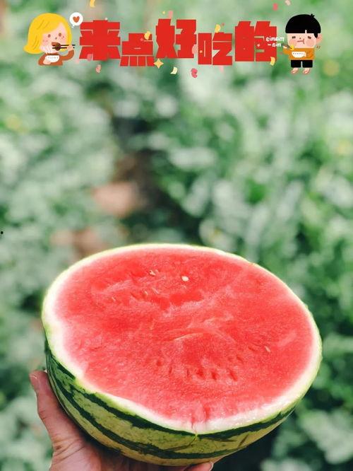 吴江吃瓜,揭秘网络热点的背后故事