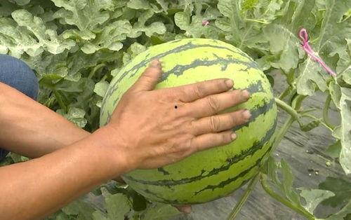 吴江吃瓜,揭秘网络热点的背后故事