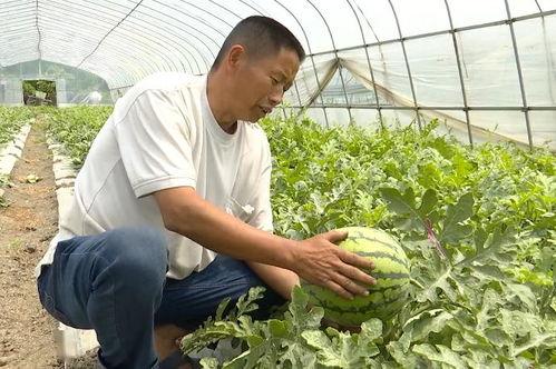 吴江吃瓜,揭秘网络热点的背后故事