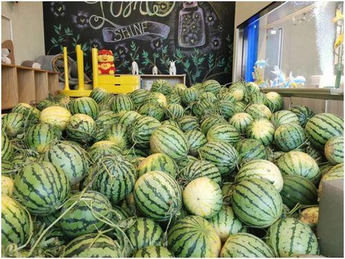 丹丹在客厅里吃瓜,夏日悠闲时光