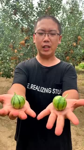 鸡吃小瓜,小瓜成为鸡儿的美食新宠