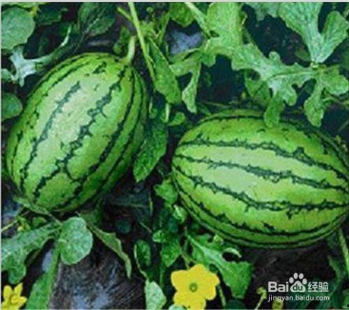 吃瓜 最新,吃瓜群众眼中的最新热点事件