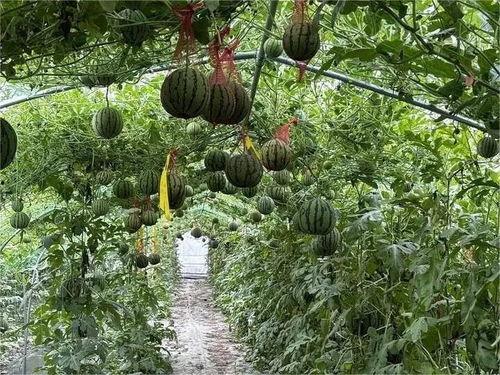 农村夏天吃瓜,农村夏天的甜蜜记忆