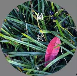 月兰吃瓜,揭秘娱乐圈幕后故事