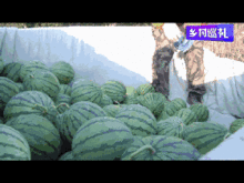 月兰吃瓜,揭秘娱乐圈幕后故事