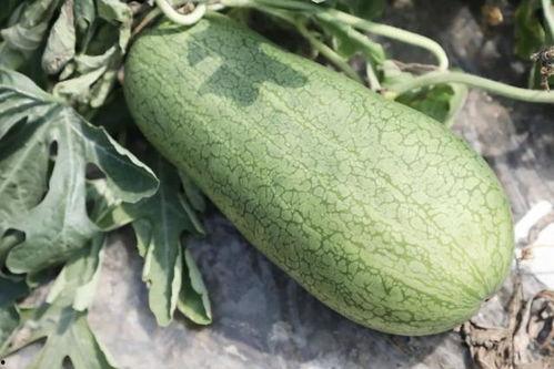 瓜皮会吃瓜,探索新型“吃瓜”生活方式