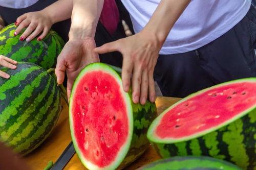 托普学校吃瓜,揭秘校园里的“瓜田”风云