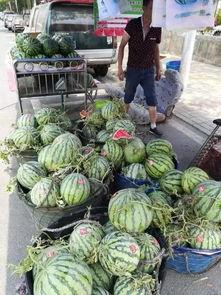 西昌的吃瓜事件,一场网络狂欢背后的真相与反思