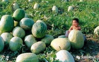 山东财经吃瓜,吃瓜群众揭秘行业风云