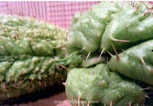 佛手瓜可以炸吃吗,香脆炸佛手瓜，美味又健康