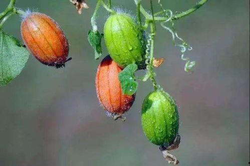 生王瓜点白糖吃,生王瓜与白糖的完美融合