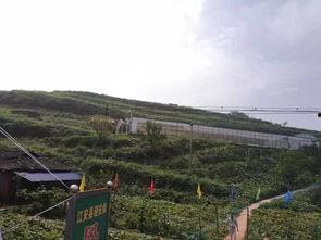 羊村吃瓜事件,揭秘背后真相与网络舆论风暴