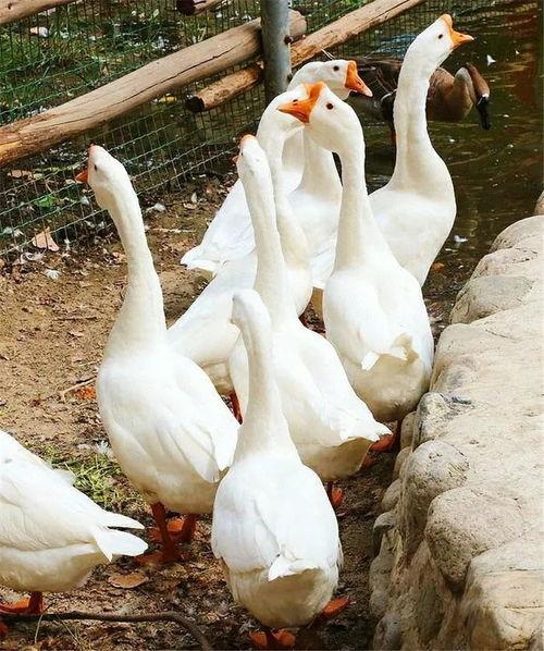 吃瓜鹅每日搬运,揭秘娱乐圈最新热点事件