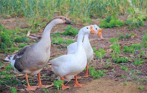 吃瓜鹅每日搬运,揭秘娱乐圈最新热点事件