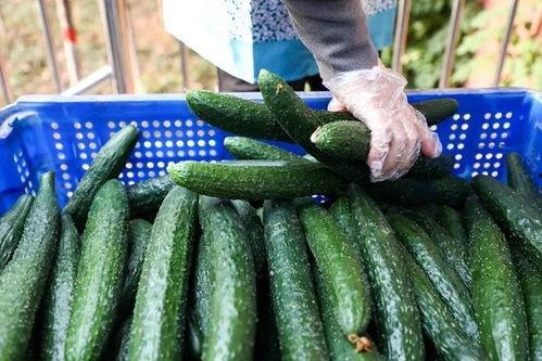 铁富高中吃瓜,揭秘校园里的那些事儿