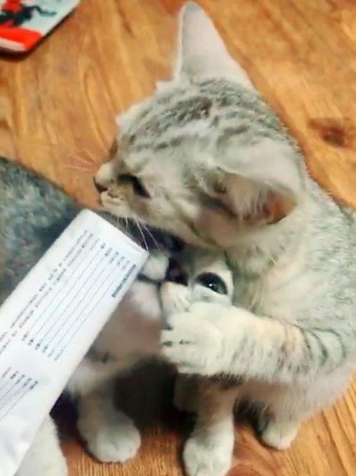 猫哥吃瓜最新,揭秘娱乐圈最新热点事件