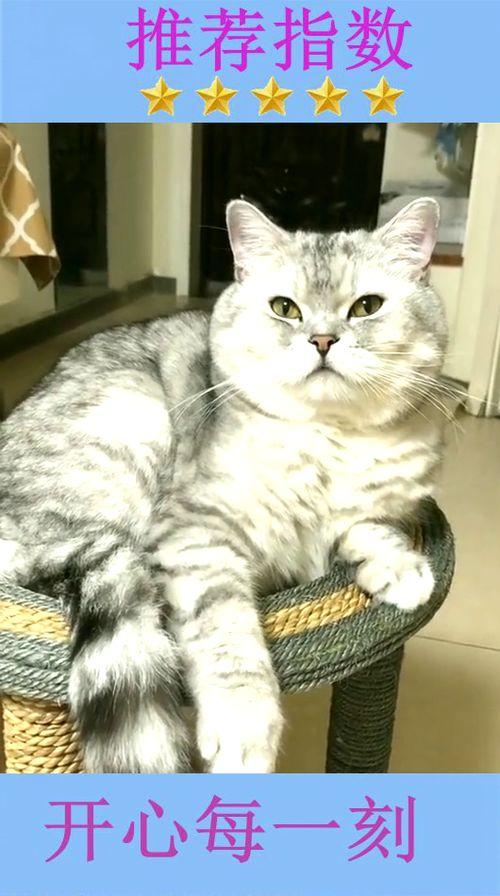 猫哥吃瓜最新,揭秘娱乐圈最新热点事件