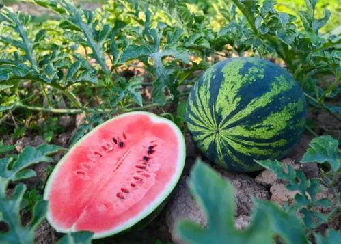 深州吃瓜,揭秘当地特色美食背后的故事