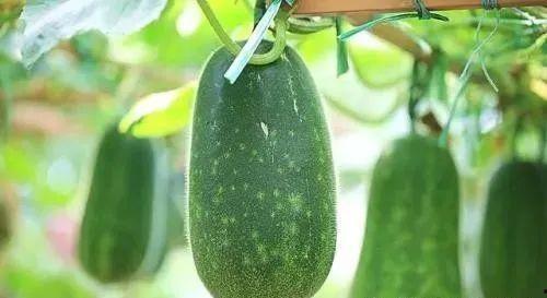 中国最早的吃瓜,探寻中国最早的“吃瓜”历史