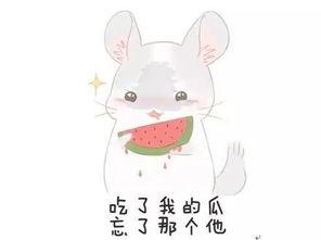 吃瓜群不迷路,揭秘网络社交圈的趣味与智慧