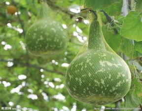 瓜棚吃瓜图片