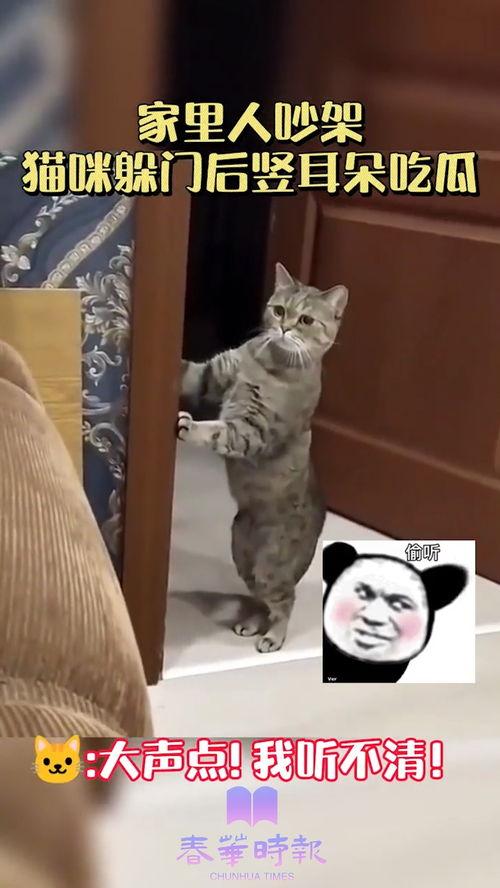 吵架小猫吃瓜,小猫吃瓜引发的争吵风云