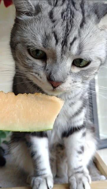 小孩和猫吃瓜,小孩与猫咪共享甜蜜瓜果时光