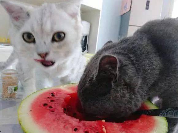 小孩和猫吃瓜,小孩与猫咪共享甜蜜瓜果时光