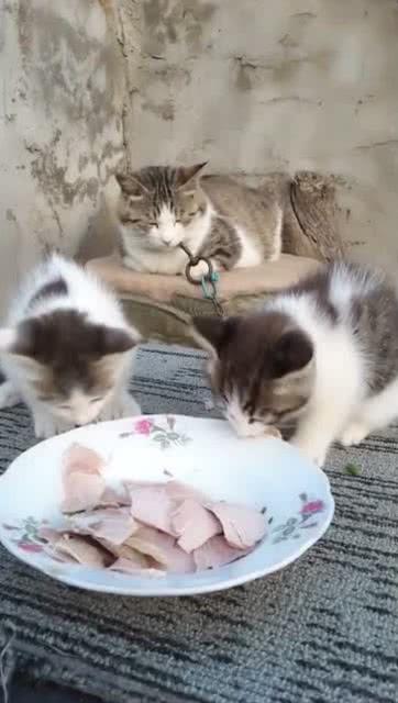 小孩和猫吃瓜,小孩与猫咪共享甜蜜瓜果时光