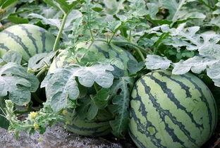 吴江 文旅吃瓜,一场别开生面的“吃瓜”之旅