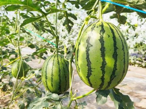 吴江 文旅吃瓜,一场别开生面的“吃瓜”之旅