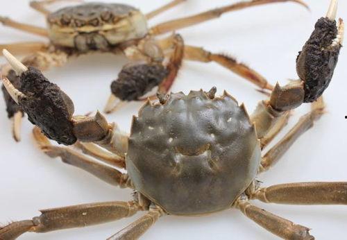 带你吃瓜螃蟹大战,带你领略螃蟹大战的惊心动魄