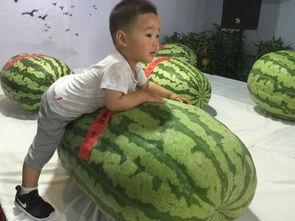 保山吃瓜群众事件,网络舆论的风暴与反思