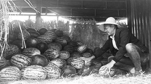 保山吃瓜群众事件,网络舆论的风暴与反思