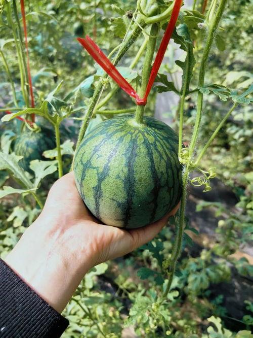 tg吃瓜中心,网络舆论场上的风云变幻