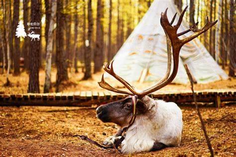 网红驯鹿吃瓜,揭秘动物界的娱乐热点