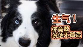 狗可以吃玲珑瓜吗怎么吃,如何安全喂食狗狗