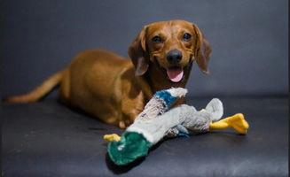 狗可以吃玲珑瓜吗怎么吃,如何安全喂食狗狗