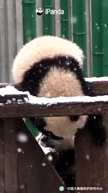 吃瓜小熊泰山,揭秘森林里的美食传奇