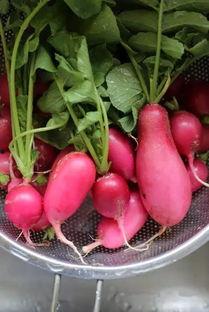 小萝卜吃瓜,小萝卜的夏日瓜果盛宴