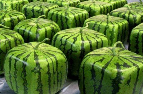 外网中国缅甸吃瓜,中国网民热议边境热点事件