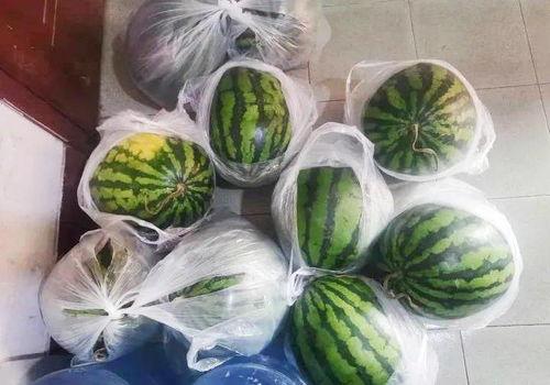 泉城吃瓜,一场别开生面的吃瓜盛宴