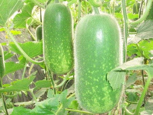 吃瓜各种大瓜图片大全